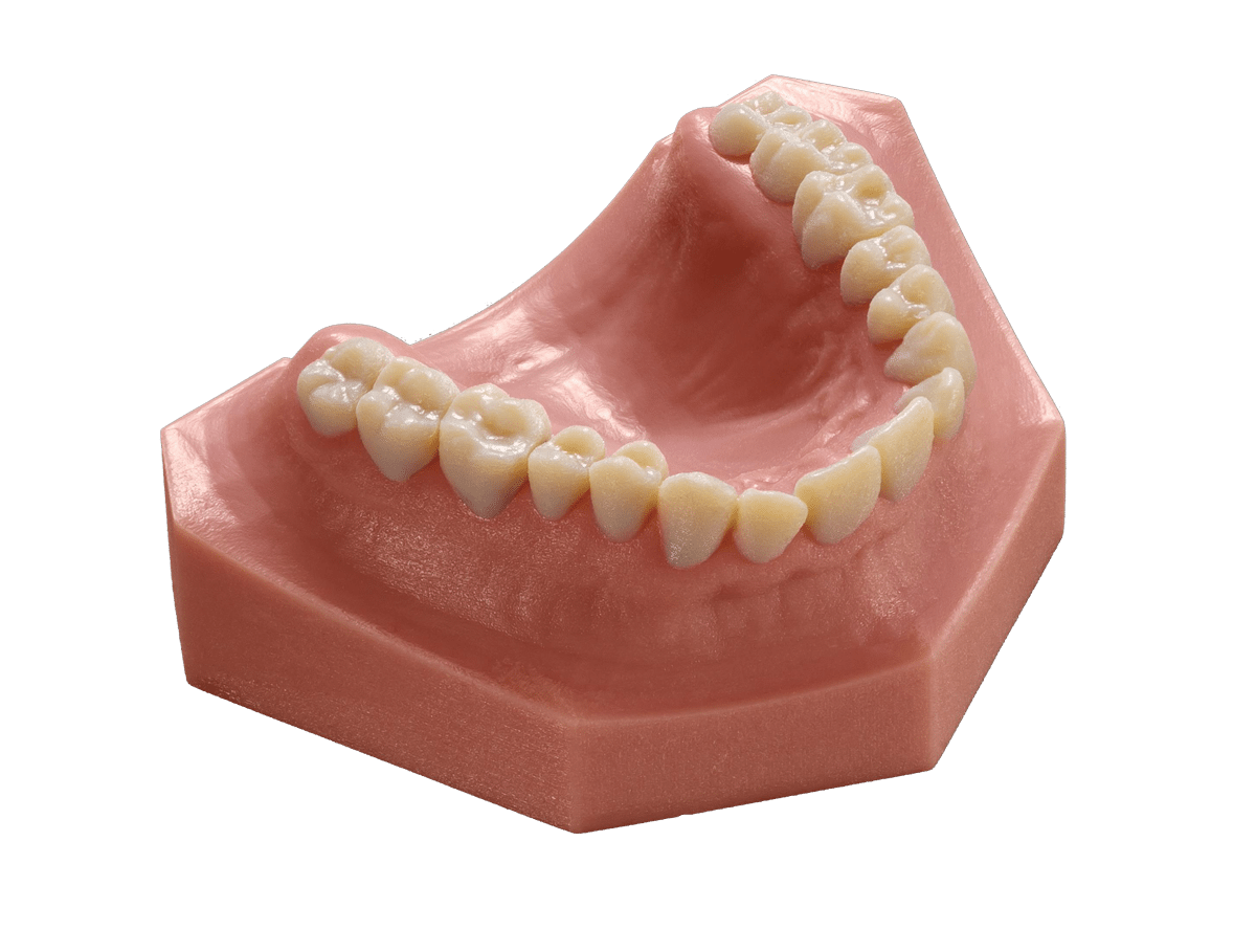 Realistic Teeth & Gums 3D Printed Models